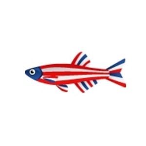 Valor Minnow